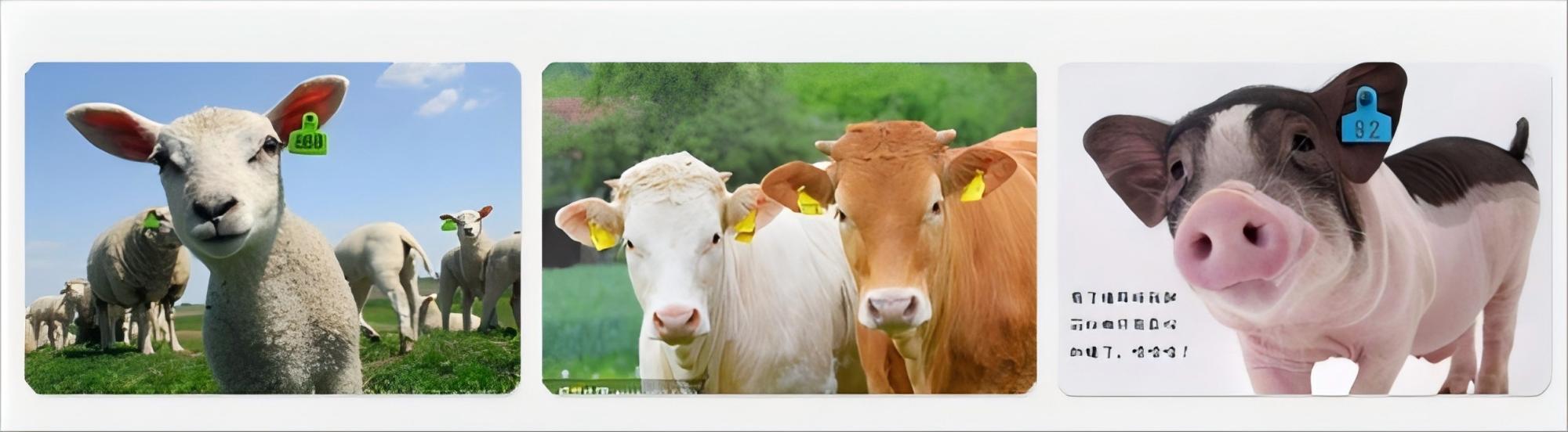 RFID ear tag applications
